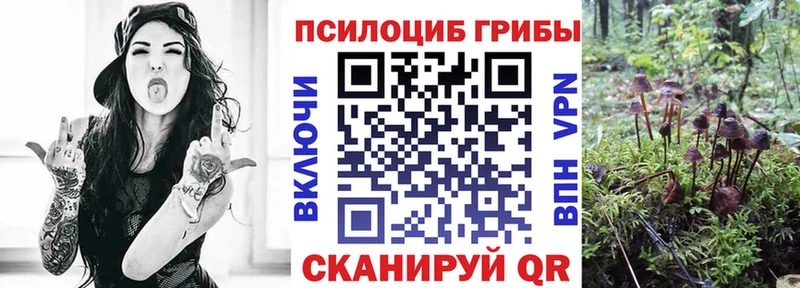 Псилоцибиновые грибы Cubensis  Купить закладки  Нововоронеж 